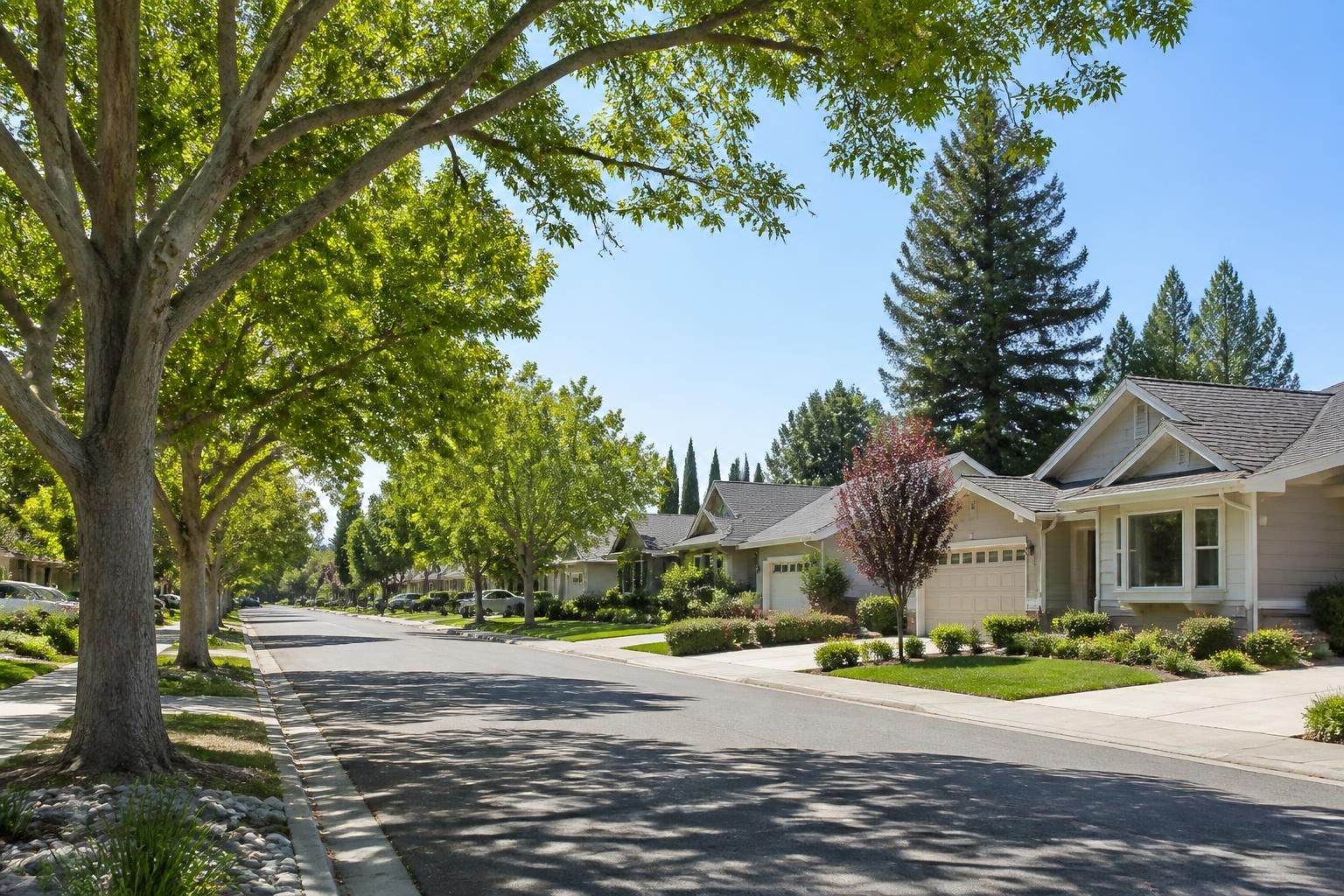 Tree-lined residential street in Sunnyvale.
